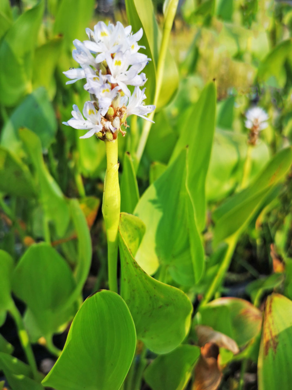 XXL Hechtkraut weiß - Pontederia cordata Alba